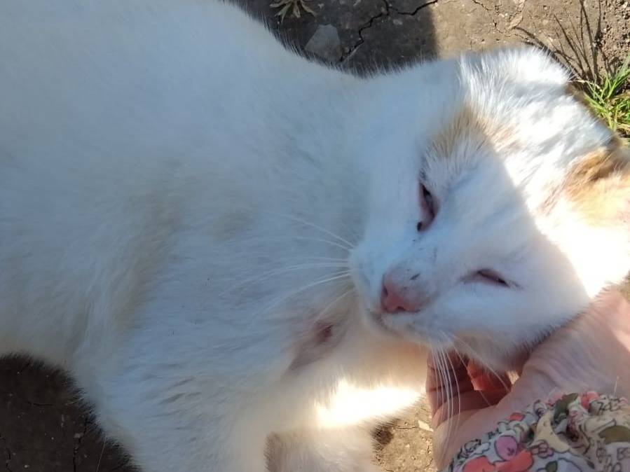 Adotta il gatto UBER a Torino