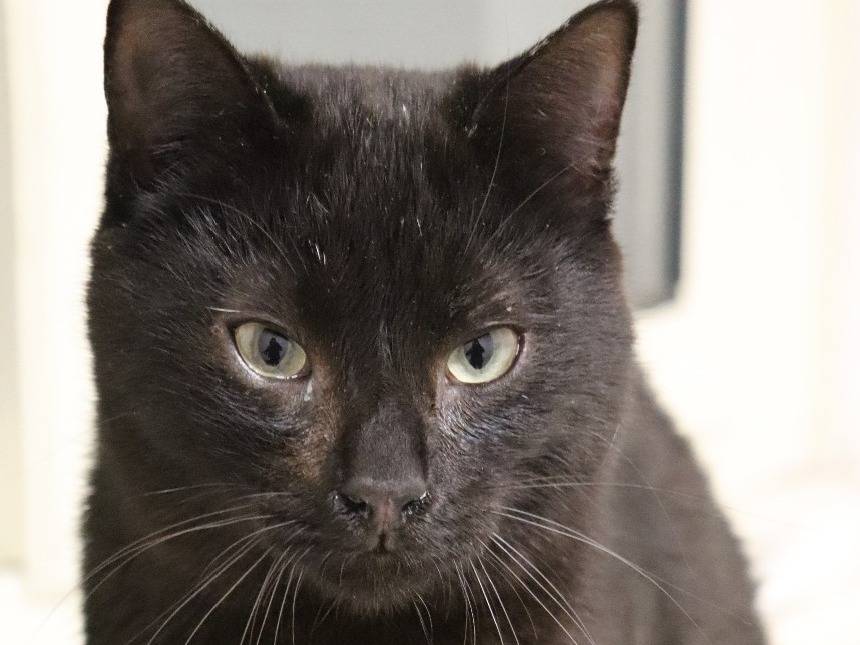 Adozione gatto, maschio, Razza sconosciuta Razza sconosciuta, 1 anno e 11 mesi, taglia non valida, Milano