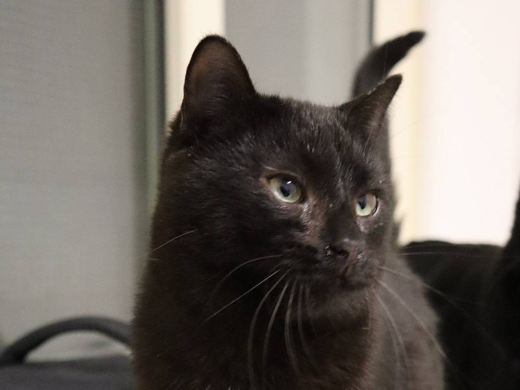 Adotta un gatto, taglia non valida, maschio, Milano