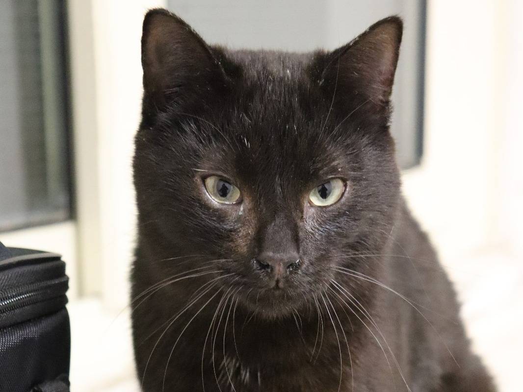 Vuoi adottare un gatto a Milano?