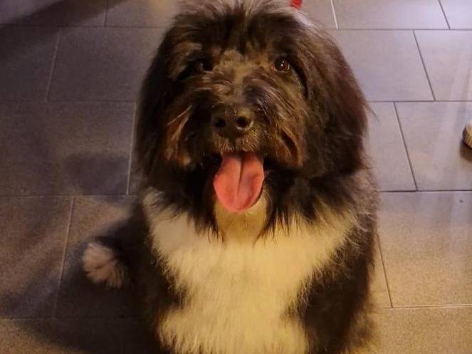 Adozione cane, maschio, Razza sconosciuta Razza sconosciuta, 4 anni, taglia media, Bergamo