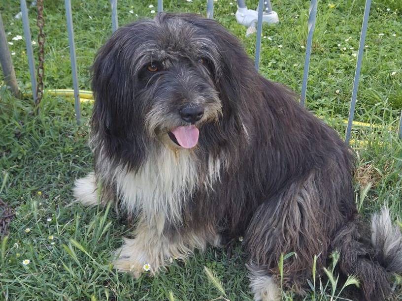 Adotta un cane, maschio, 4 anni, Bergamo