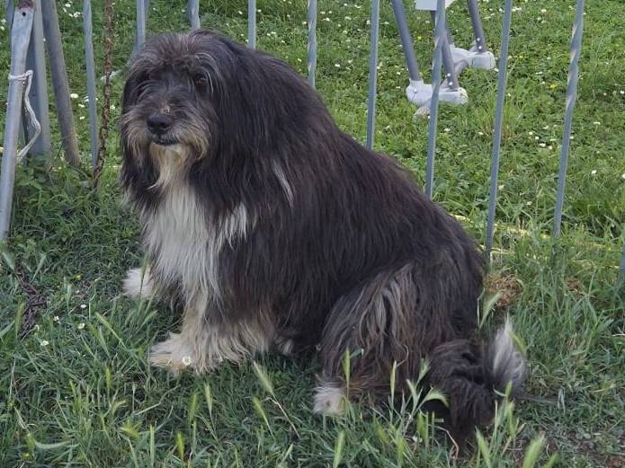 Adotta un cane, taglia media, maschio, Bergamo