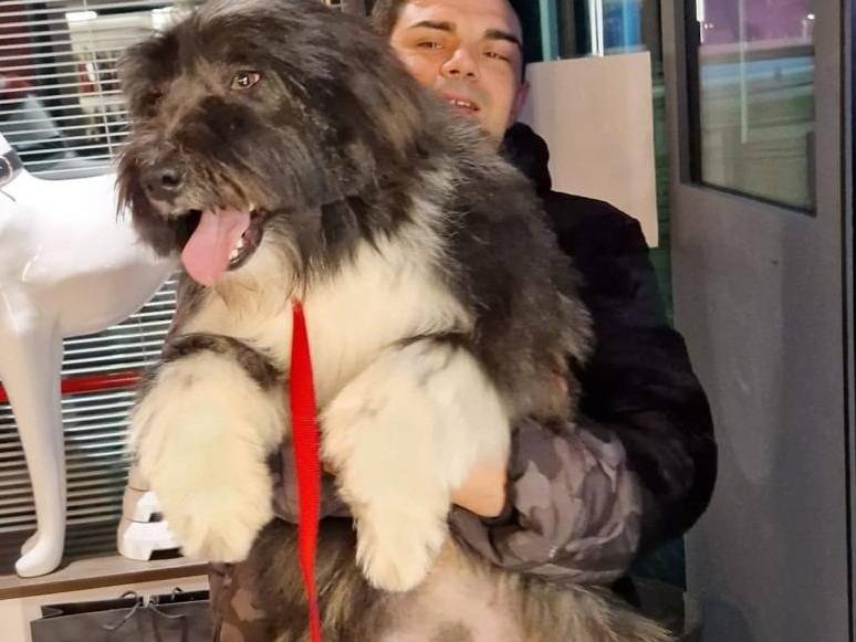 Vuoi adottare un cane a Bergamo?