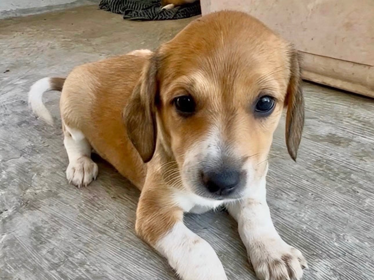 Adozione cane, femmina, Razza sconosciuta Razza sconosciuta, 2 mesi, taglia piccola, Milano