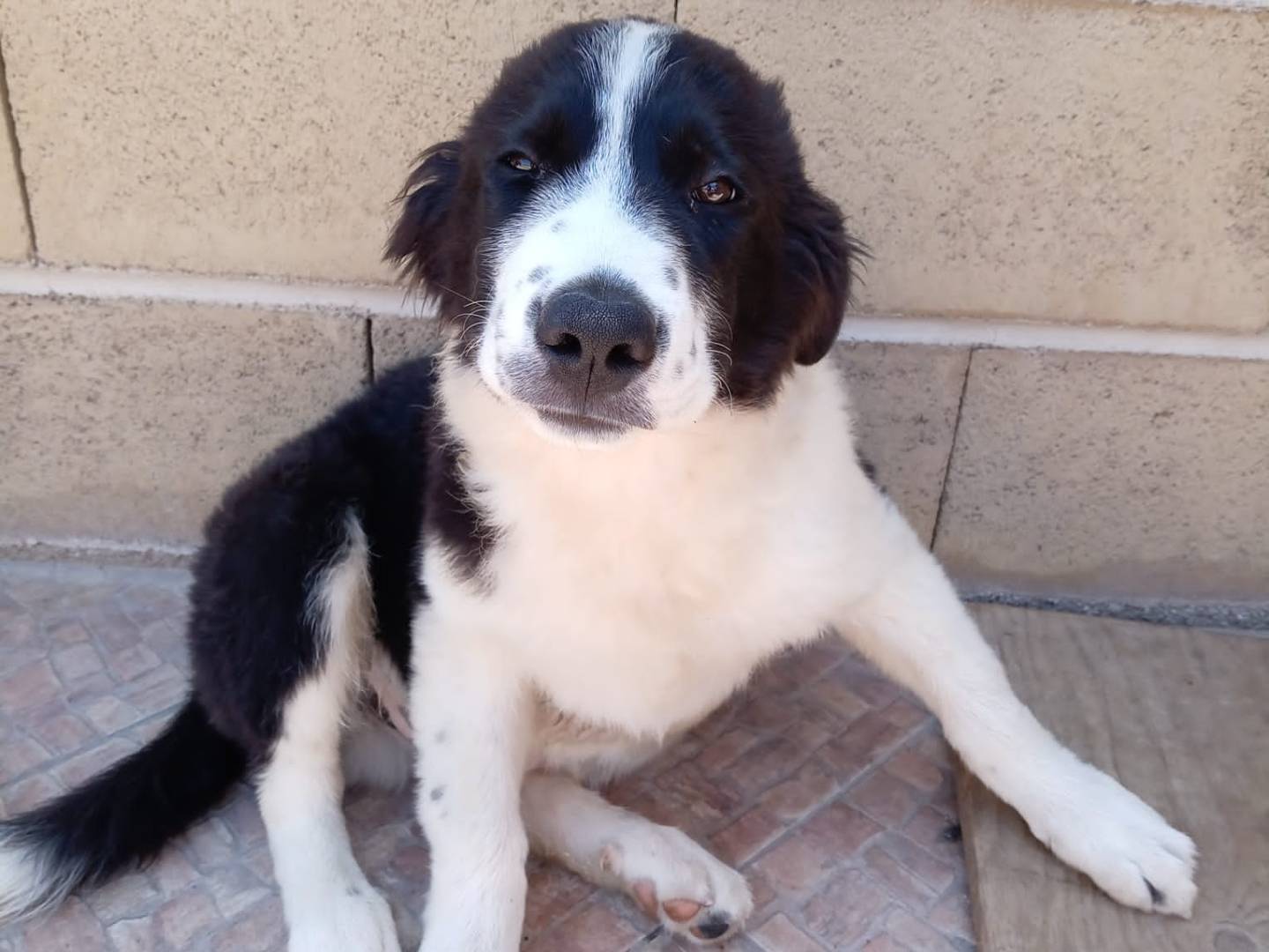 Adotta un cane, maschio, 3 mesi, Bergamo