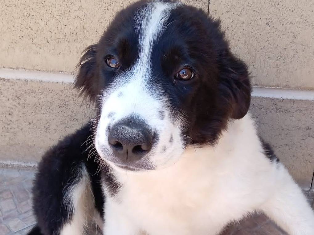 Adozione cane, maschio, Border Collie Razza sconosciuta, 3 mesi, taglia grande, Bergamo