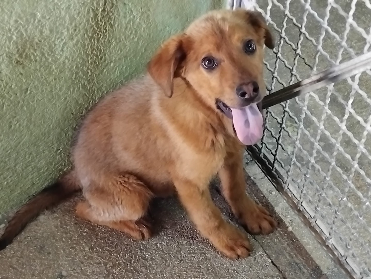 Adozione cane, maschio, Razza sconosciuta Razza sconosciuta, 3 mesi, taglia media contenuta, Avellino