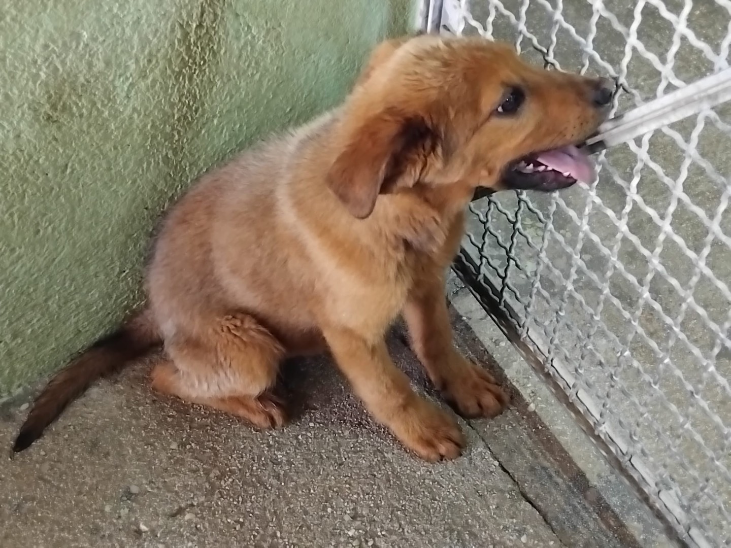 Vuoi adottare un cane a Avellino?