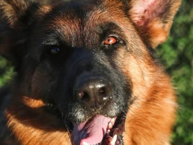 Adozione cane, femmina, Pastore tedesco Razza sconosciuta, 3 anni, taglia grande, Napoli