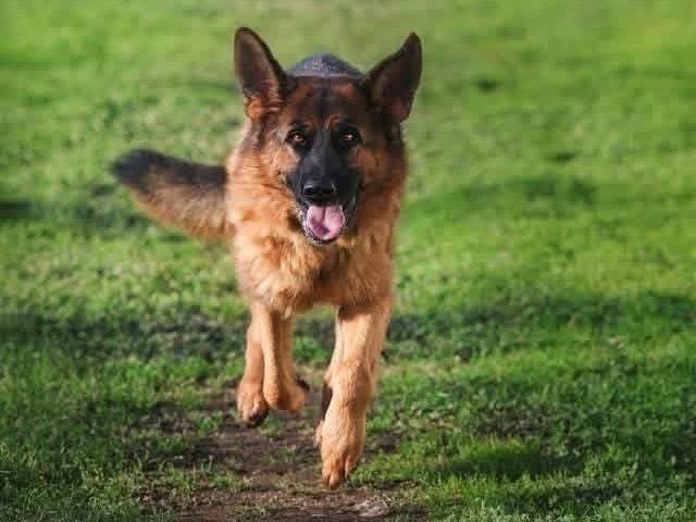 Adotta un cane, femmina, 3 anni, Napoli