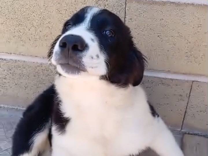 Adotta un cane, taglia grande, maschio, Bergamo