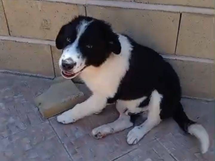 Vuoi adottare un cane a Bergamo?