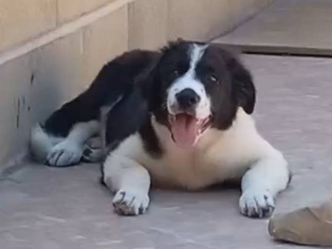 Adotta il cane Tato  a Bergamo