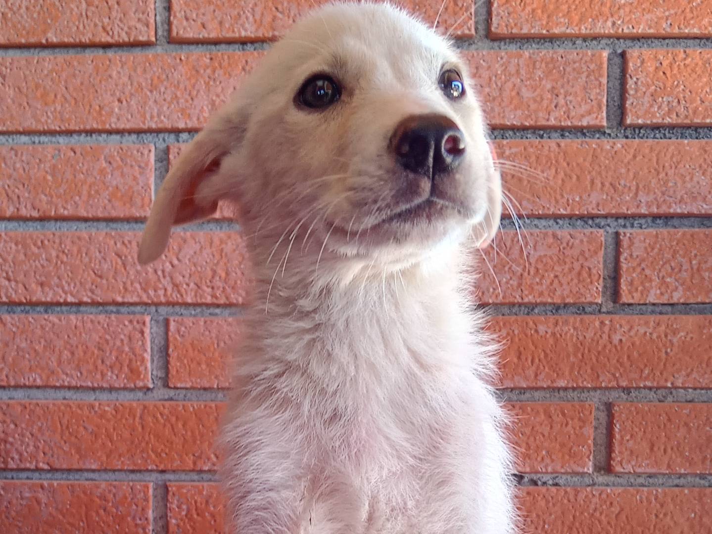 Adozione cane, maschio, Razza sconosciuta Razza sconosciuta, 3 mesi, taglia media, La