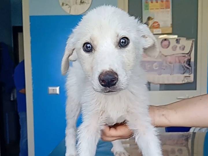 Adotta un cane, maschio, 3 mesi, La