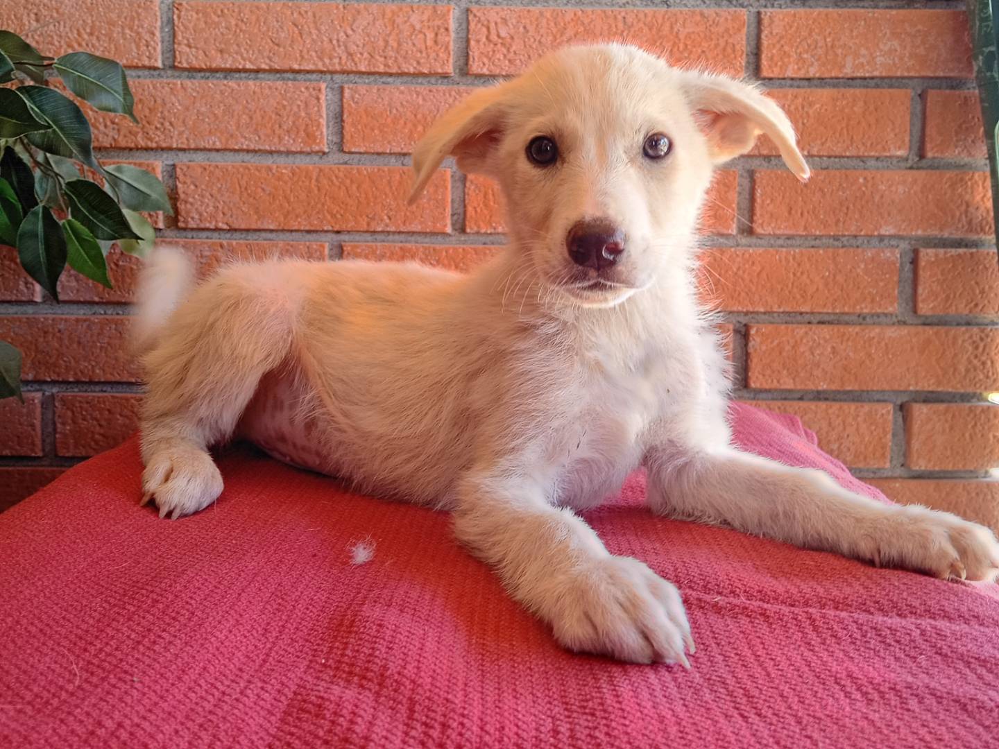 Adotta un cane, taglia media, maschio, La