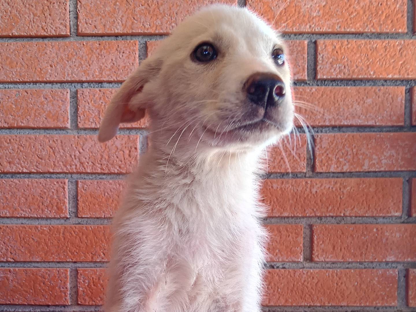 Vuoi adottare un cane a La?