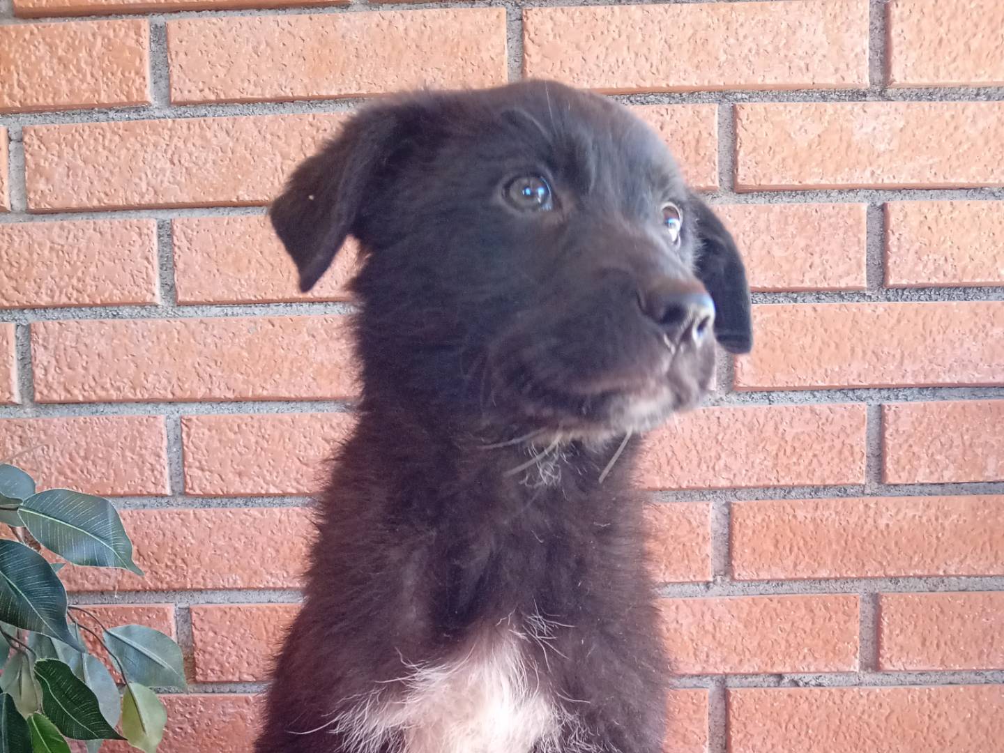 Foto 3 dell'animale