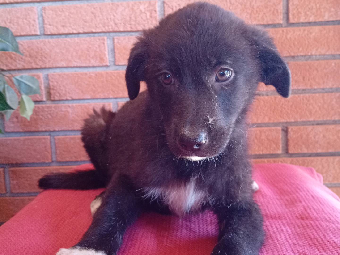 Adotta il cane BRUNA  a Reggio