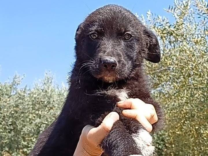 Foto 1 dell'animale