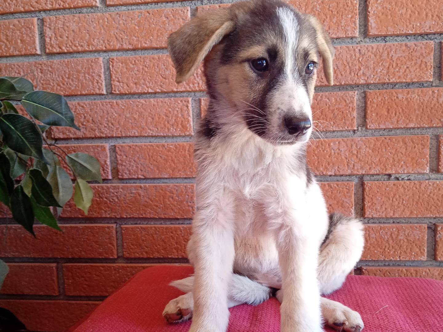 Vuoi adottare un cane a Torino?