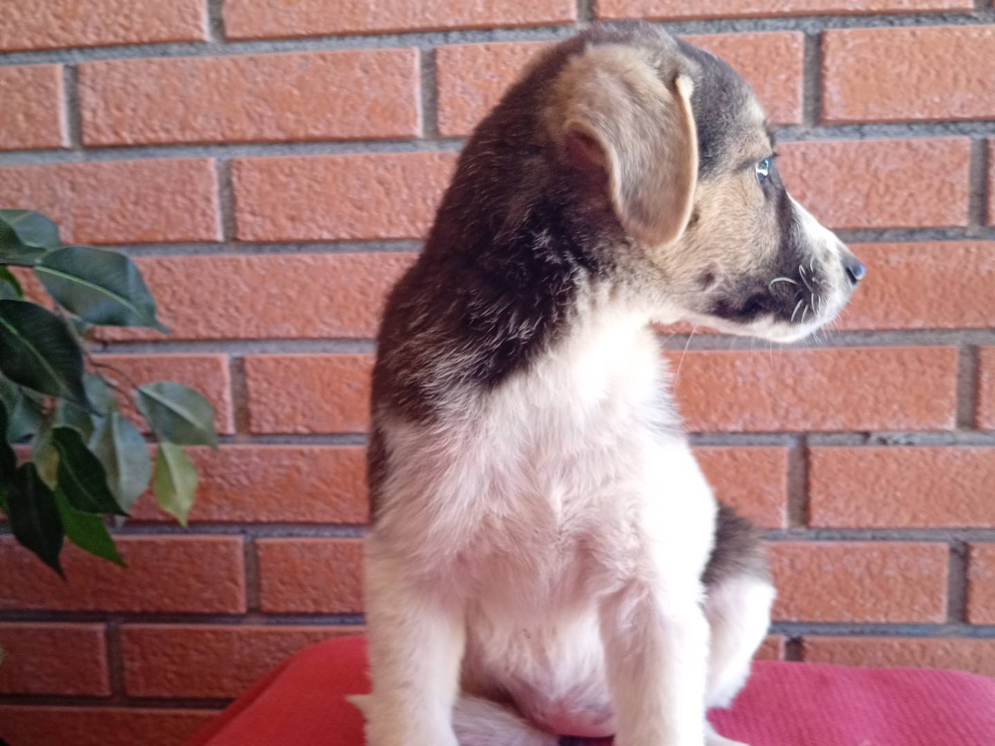Adozione cane, femmina, Razza sconosciuta Razza sconosciuta, 3 mesi, taglia media, Bergamo