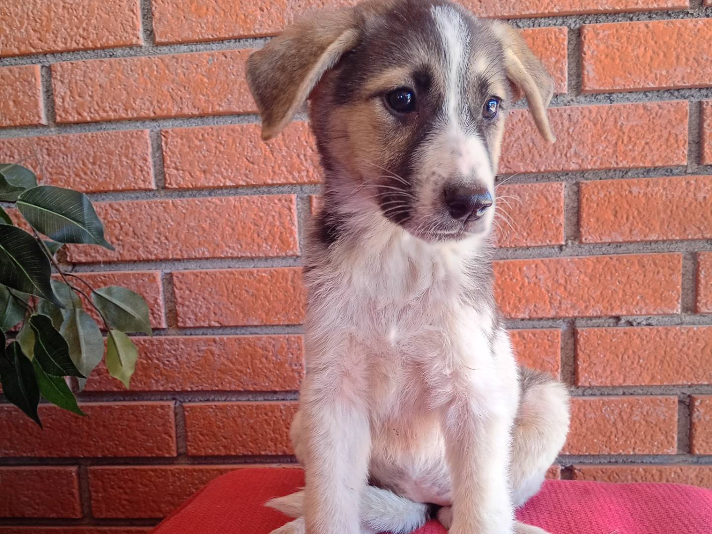 Adotta un cane, femmina, 3 mesi, Bergamo