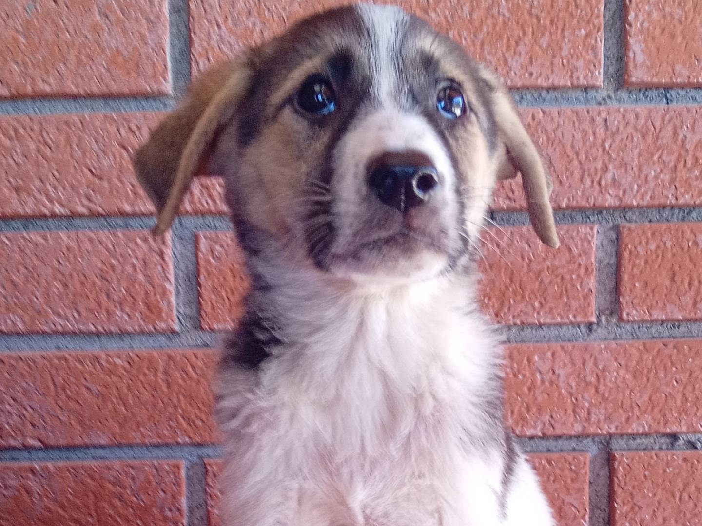 Adotta un cane, taglia media, femmina, Bergamo