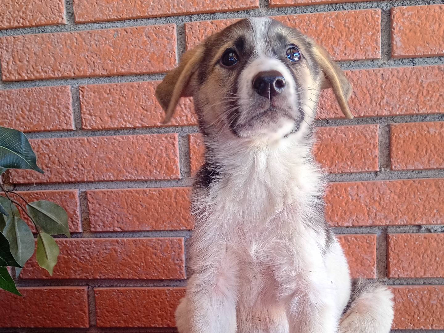 Vuoi adottare un cane a Bergamo?