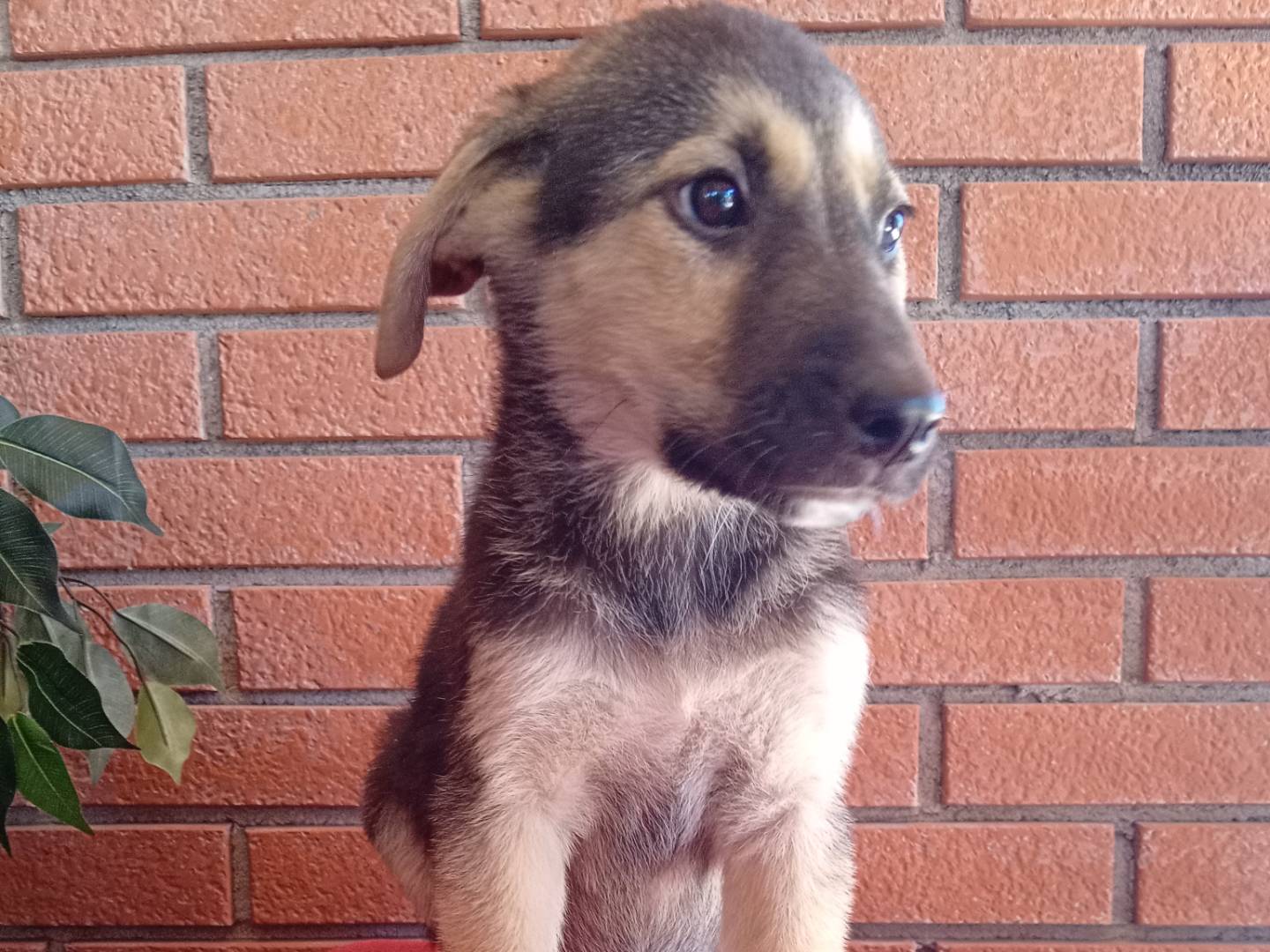 Adotta un cane, taglia media, maschio, Modena