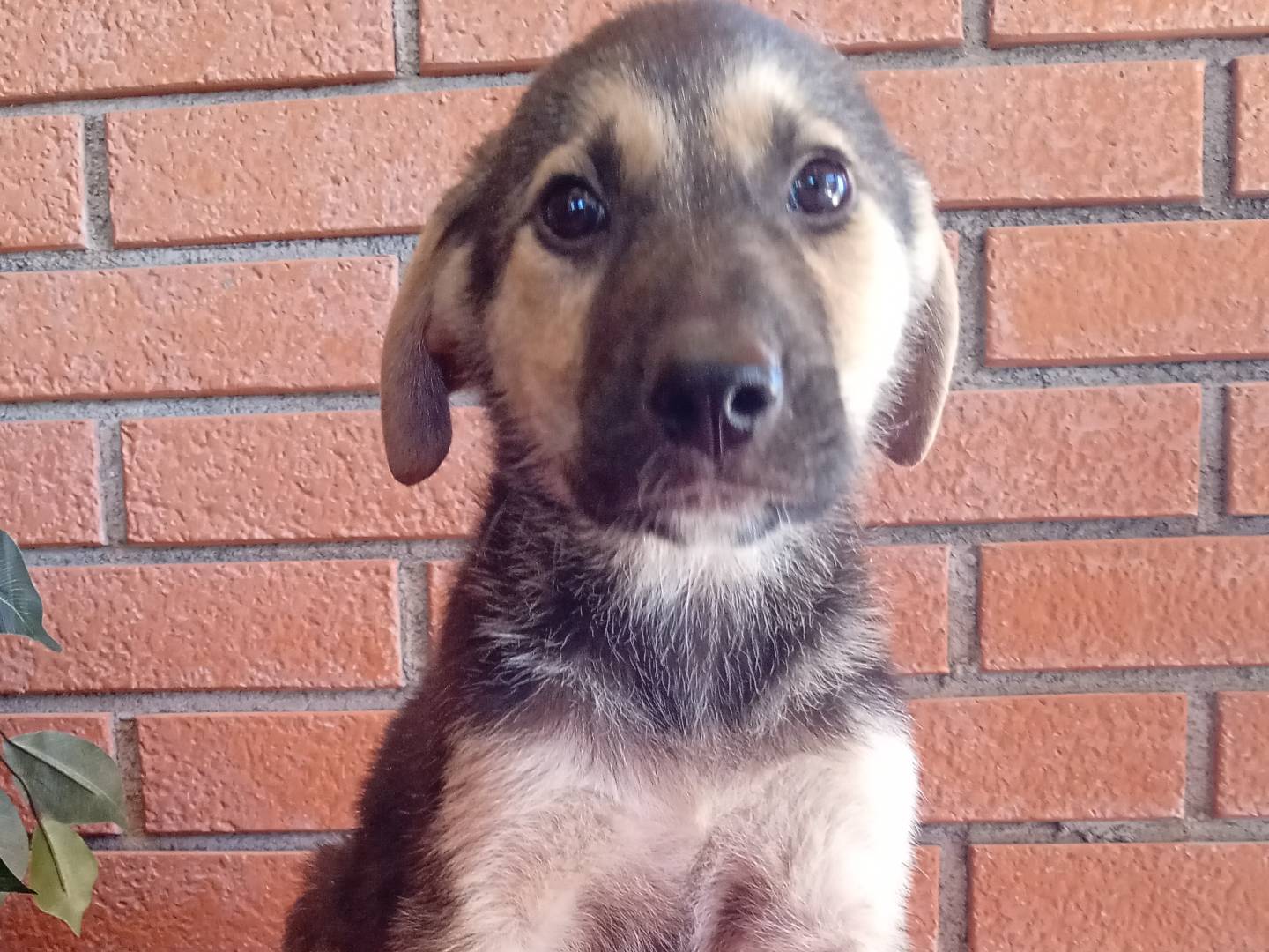 Adozione cane, maschio, Razza sconosciuta Razza sconosciuta, 3 mesi, taglia media, Modena