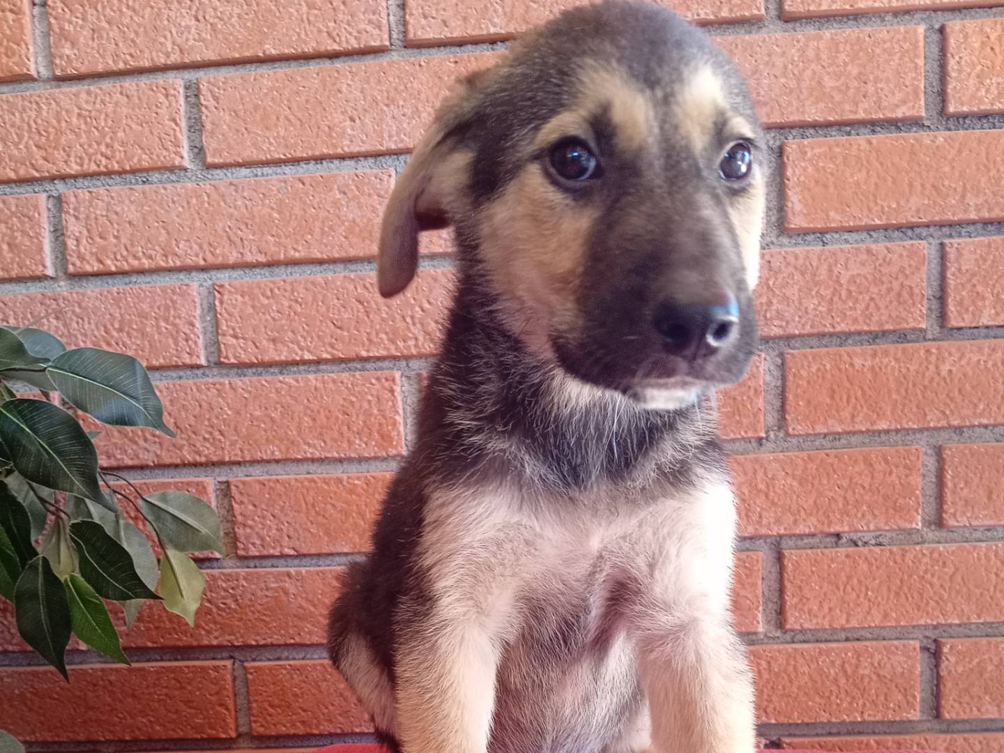 Adotta un cane, maschio, 3 mesi, Modena
