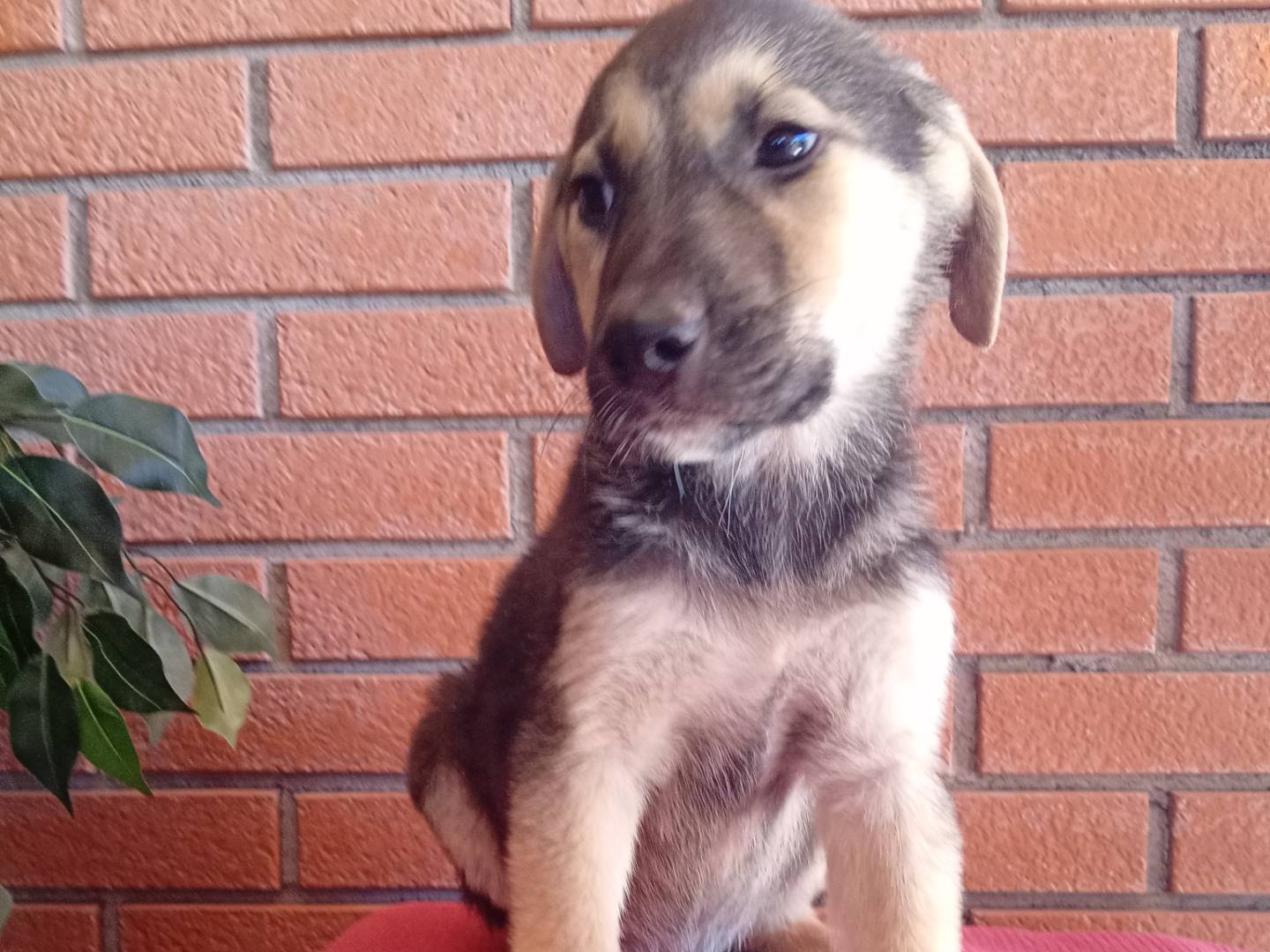 Vuoi adottare un cane a Modena?