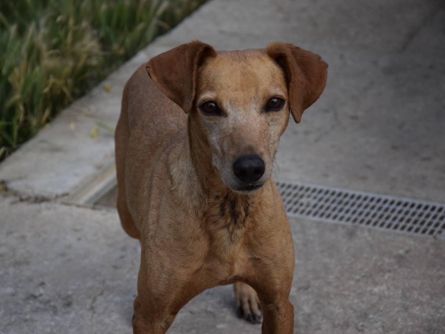 Adozione cane, maschio, Razza sconosciuta Razza sconosciuta, 6 anni e 10 mesi, taglia piccola, Siracusa