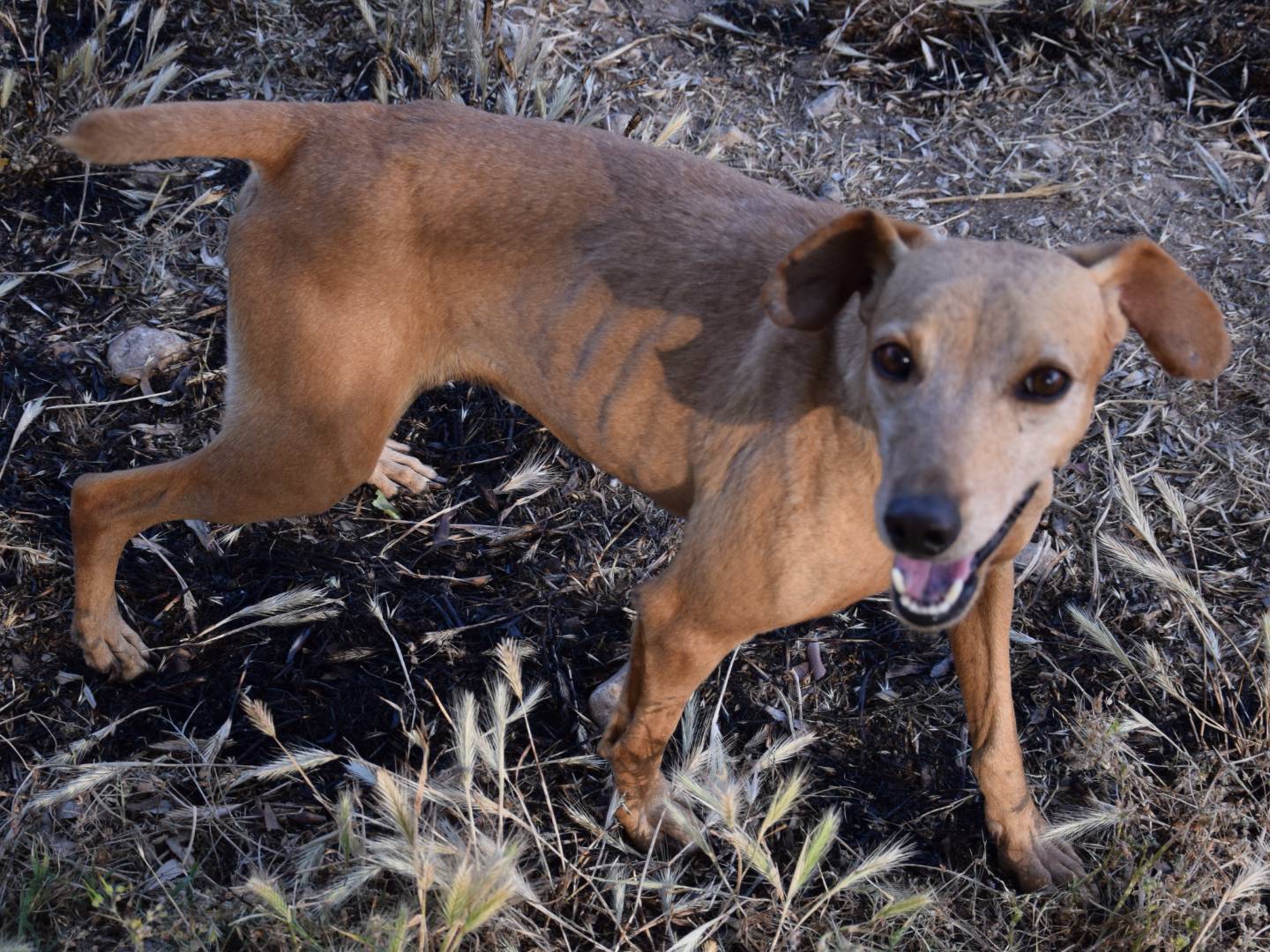 Adotta un cane, maschio, 6 anni e 10 mesi, Siracusa