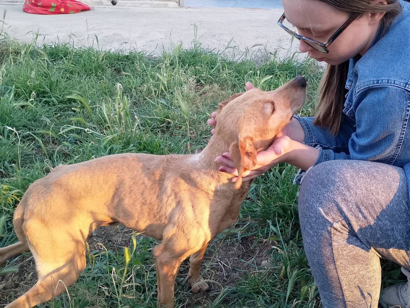 Adotta un cane, taglia piccola, maschio, Siracusa