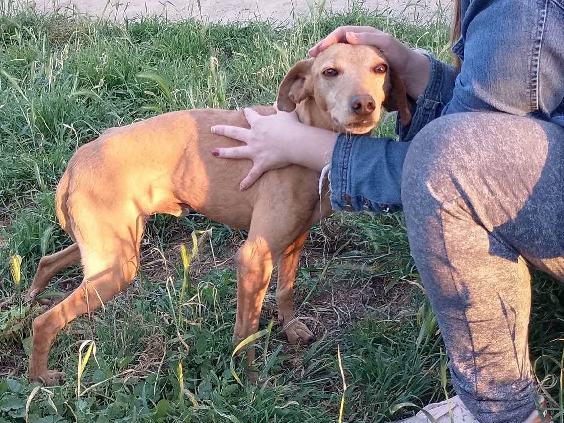 Vuoi adottare un cane a Siracusa?