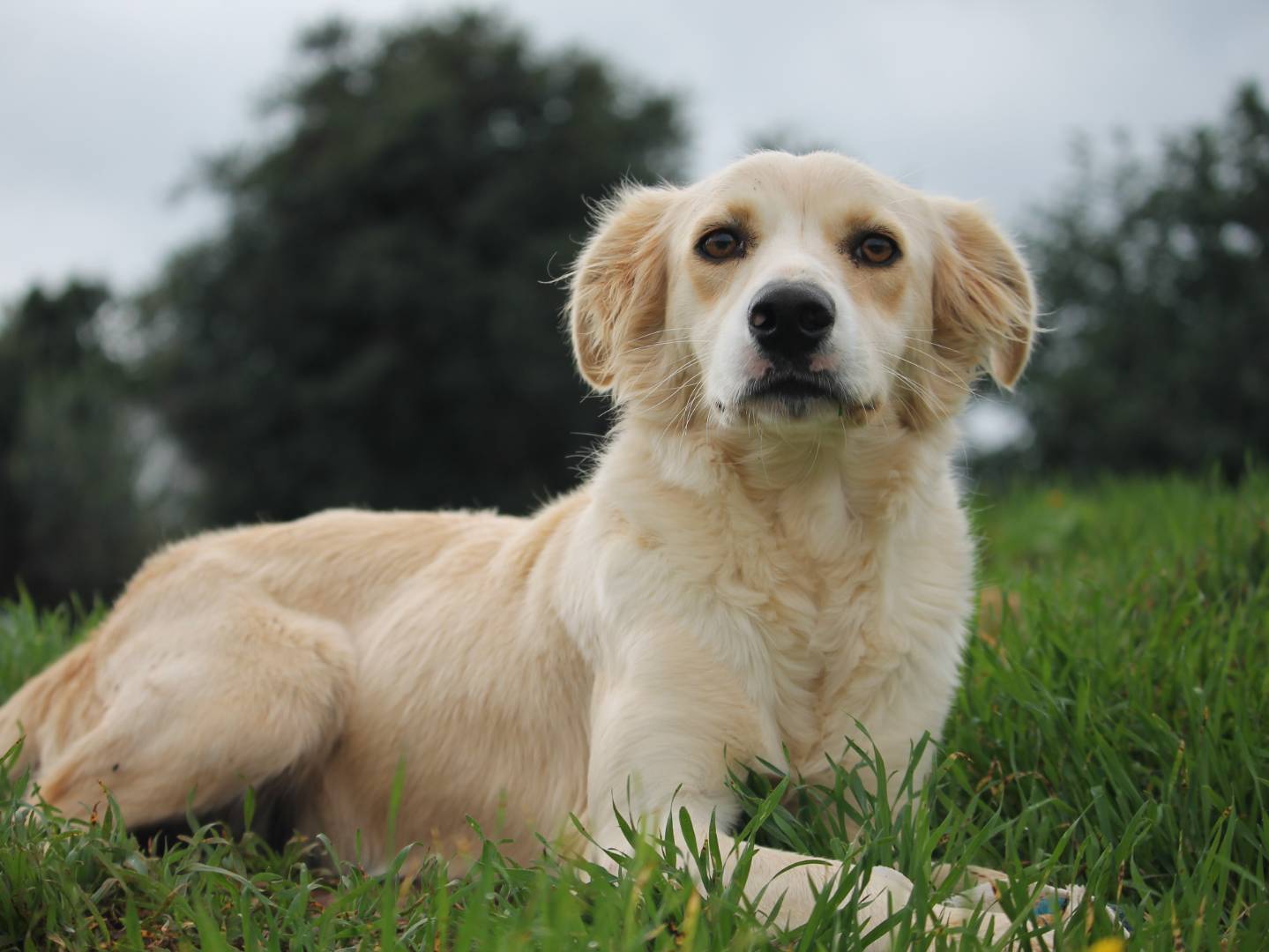 Adotta un cane, femmina, 2 anni e 3 mesi, Lecce