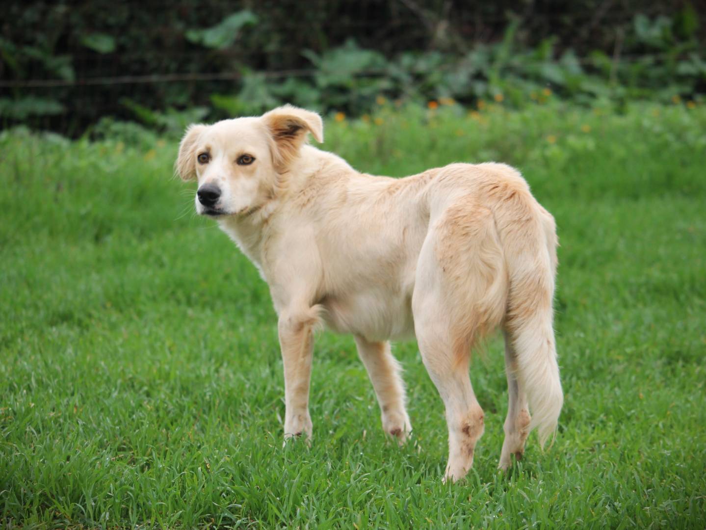 Adotta un cane, taglia media contenuta, femmina, Lecce