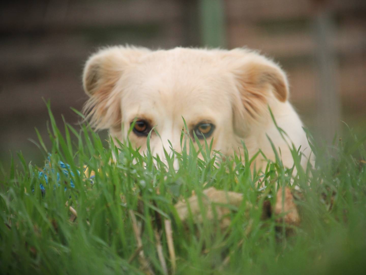 Vuoi adottare un cane a Lecce?