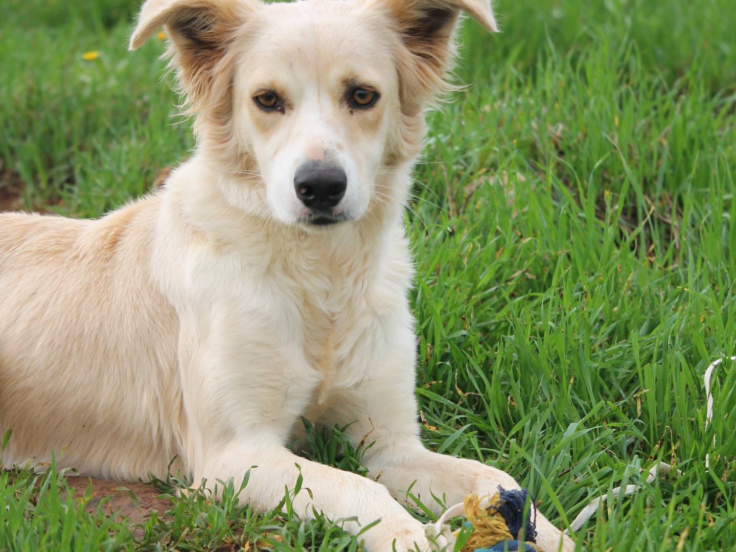 Adotta il cane Iris a Lecce