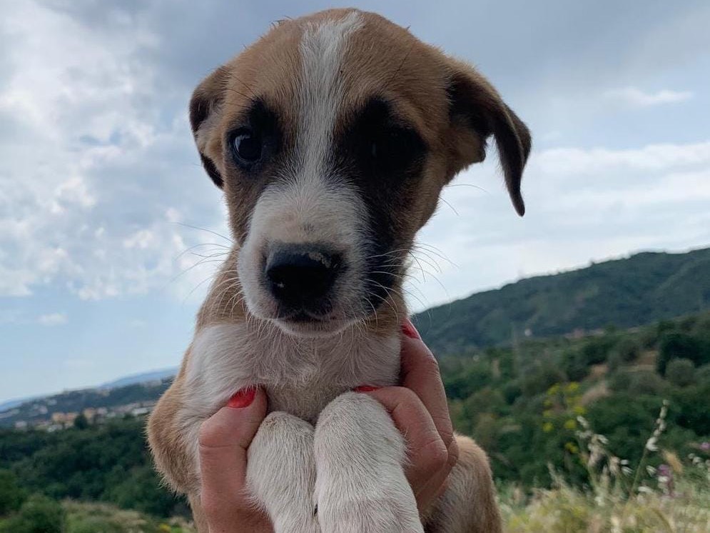 Adozione cane, maschio, Razza sconosciuta Razza sconosciuta, 2 mesi, taglia media, Reggio
