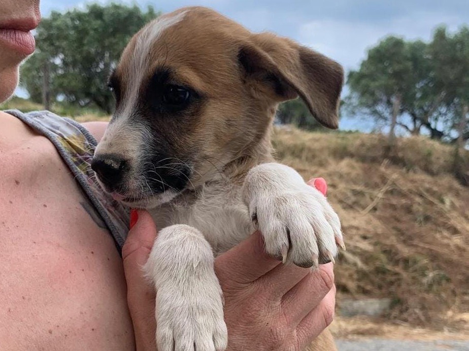 Adotta un cane, taglia media, maschio, Reggio