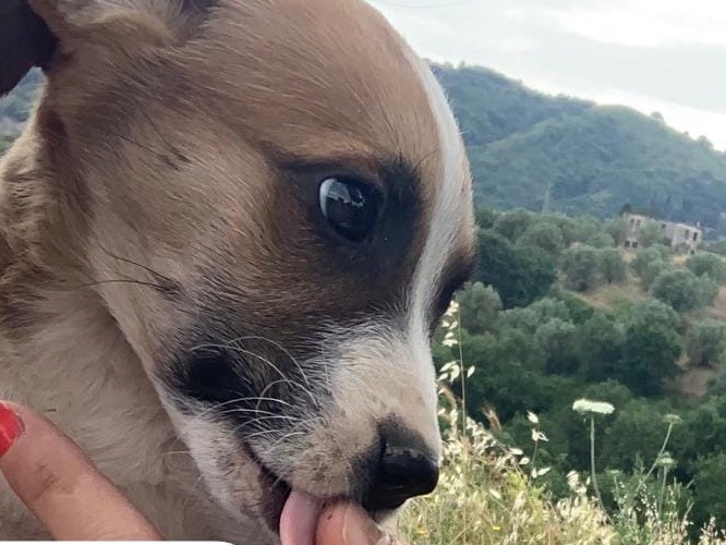 Vuoi adottare un cane a Reggio?