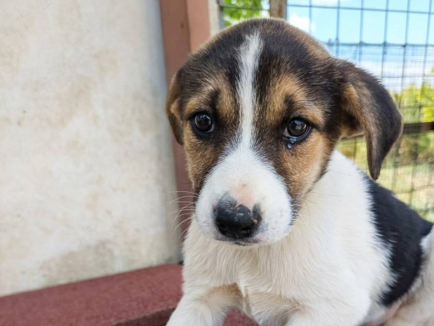 Adozione cane, femmina, Razza sconosciuta Razza sconosciuta, 3 mesi, taglia media, Padova