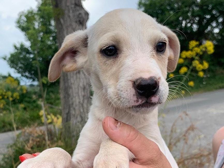 Adozione cane, femmina, Razza sconosciuta Razza sconosciuta, 2 mesi, taglia media, Reggio