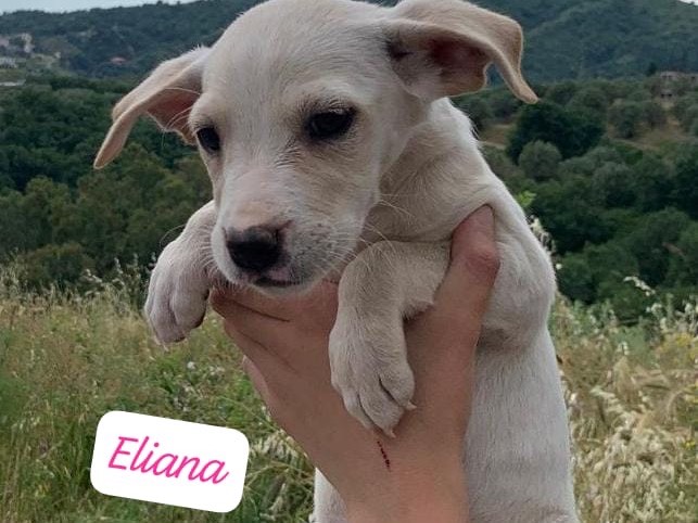 Adotta un cane, femmina, 2 mesi, Reggio