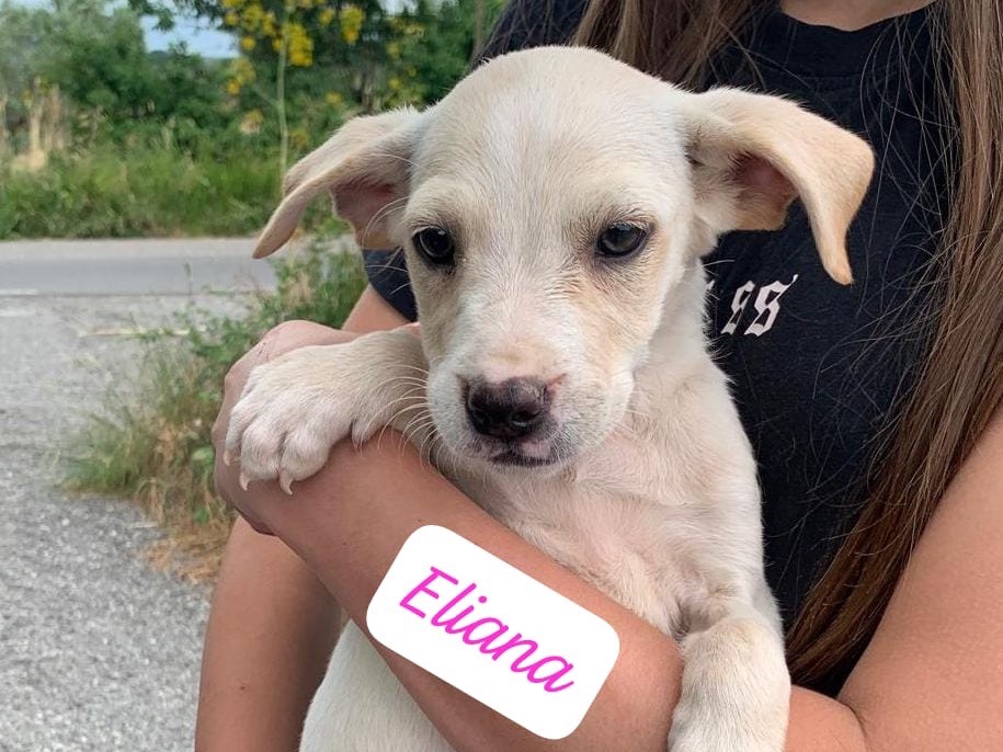Adotta un cane, taglia media, femmina, Reggio