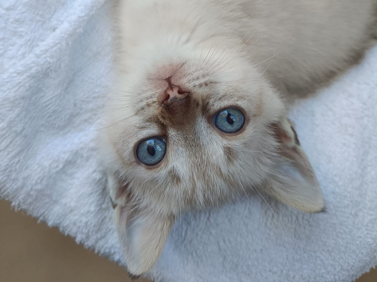 Adozione gatto, maschio, Razza sconosciuta Siamese, 2 mesi, taglia non valida, Catanzaro